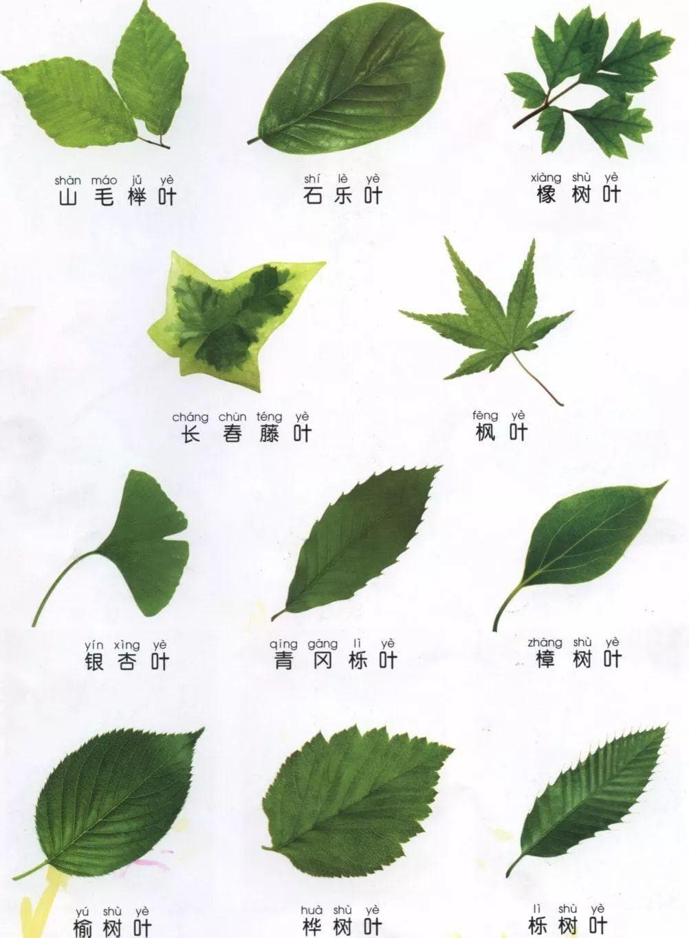 植物不认识？别怕！最详细植物识别法送给你