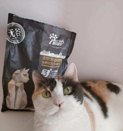 猫咪的饮食习惯：冷食还是热食？（宠物主人必看）