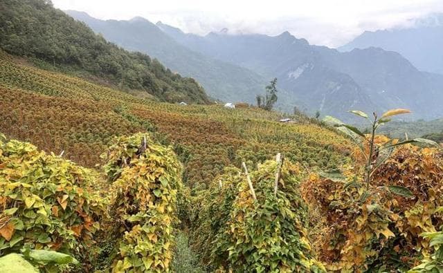 四川宝兴： 从山间到舌尖  夹金山下山药“身价倍增”
