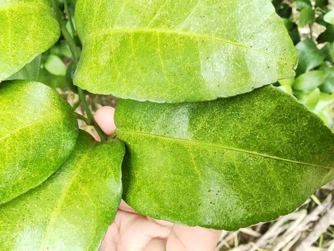 生物农药+：柑桔红蜘蛛高发期将至，科学防治方法全解析