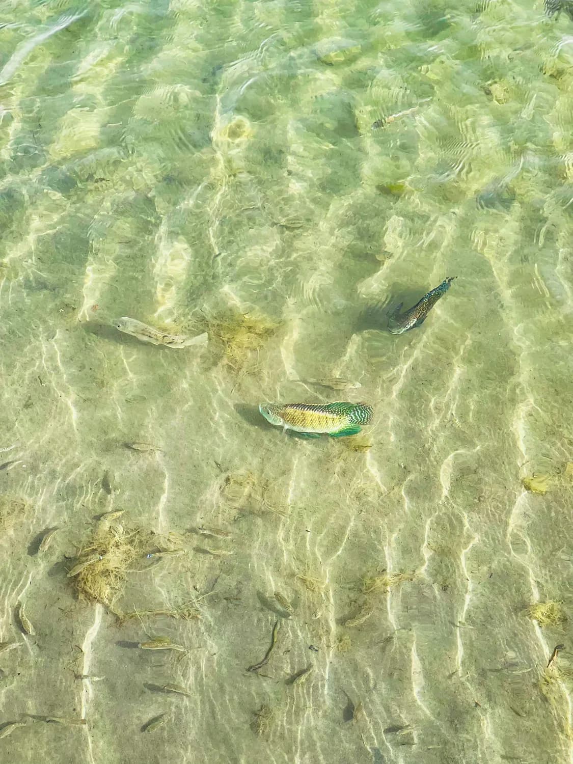 长江中下游浅水湖泊：小鱼饮食引发的大问题