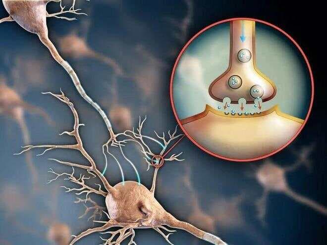 精神分裂症患者出现幻觉的机制被揭开