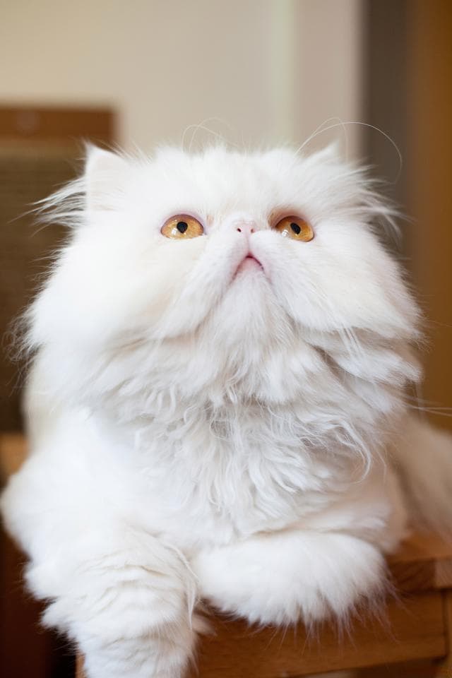 波斯猫这些习惯，你都知道吗？