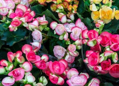 秋海棠什么时候开花？花期在哪个季节哪个月？
