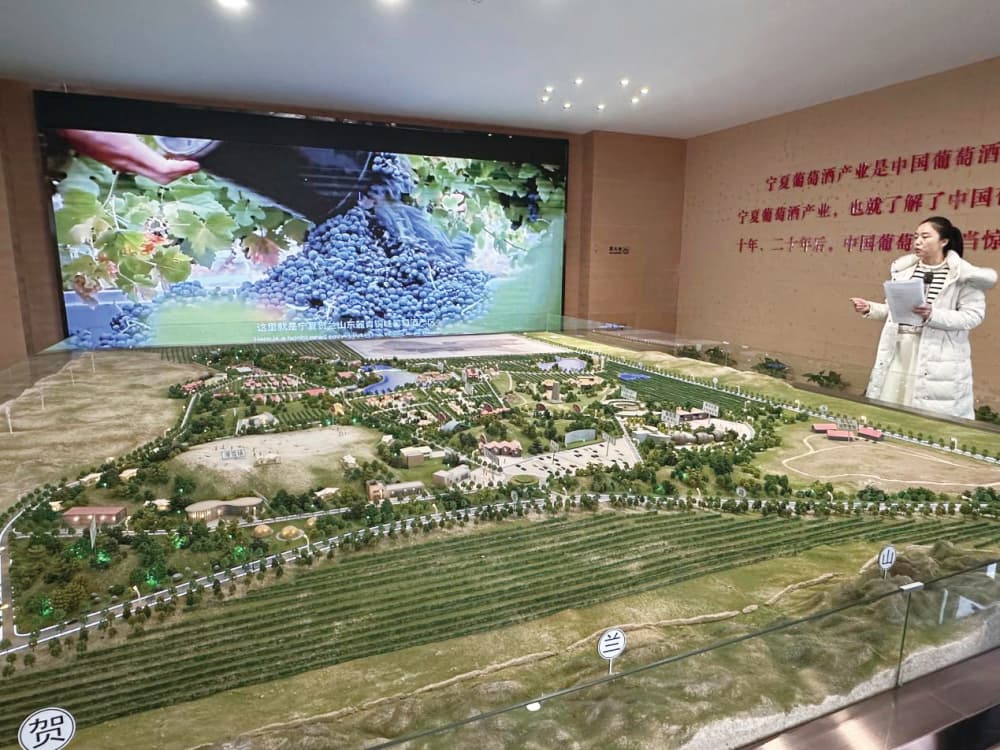 贺兰山下：葡萄酒韵融文旅 多元产业谱华章