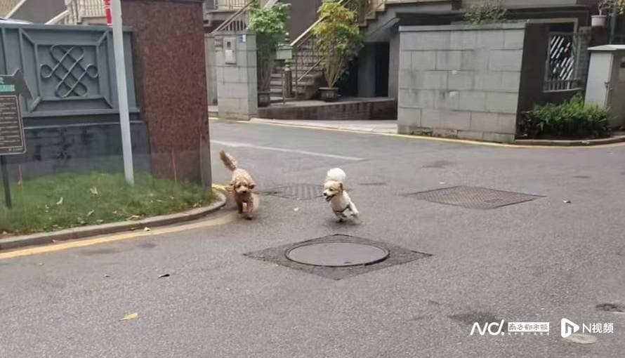 东莞一小区连续发生三起宠物狗伤人事件！养犬人称将送走犬只
