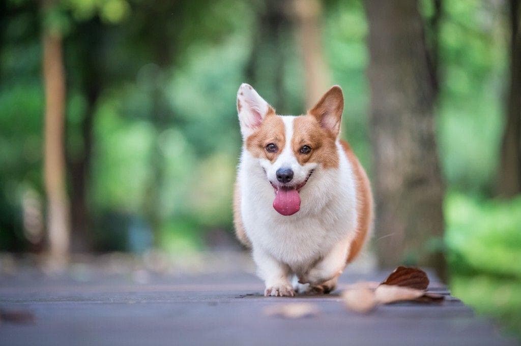 犬脊髓炎：症状、原因、诊断与治疗全解析