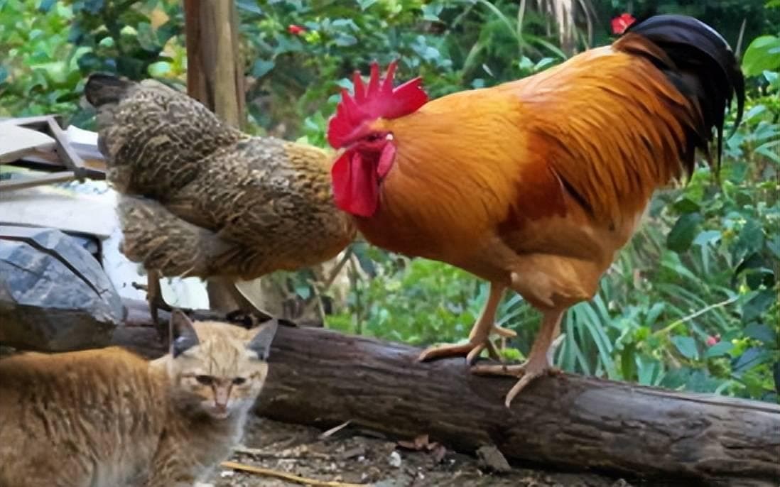 春天炖鸡汤的秘诀：牢记多放“2样”，汤浓肉嫩无腥味，家人爱吃