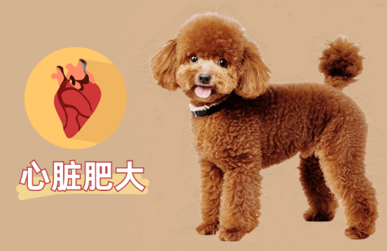 泰迪心脏肥大咳嗽严重怎么办？再不看就晚了！
