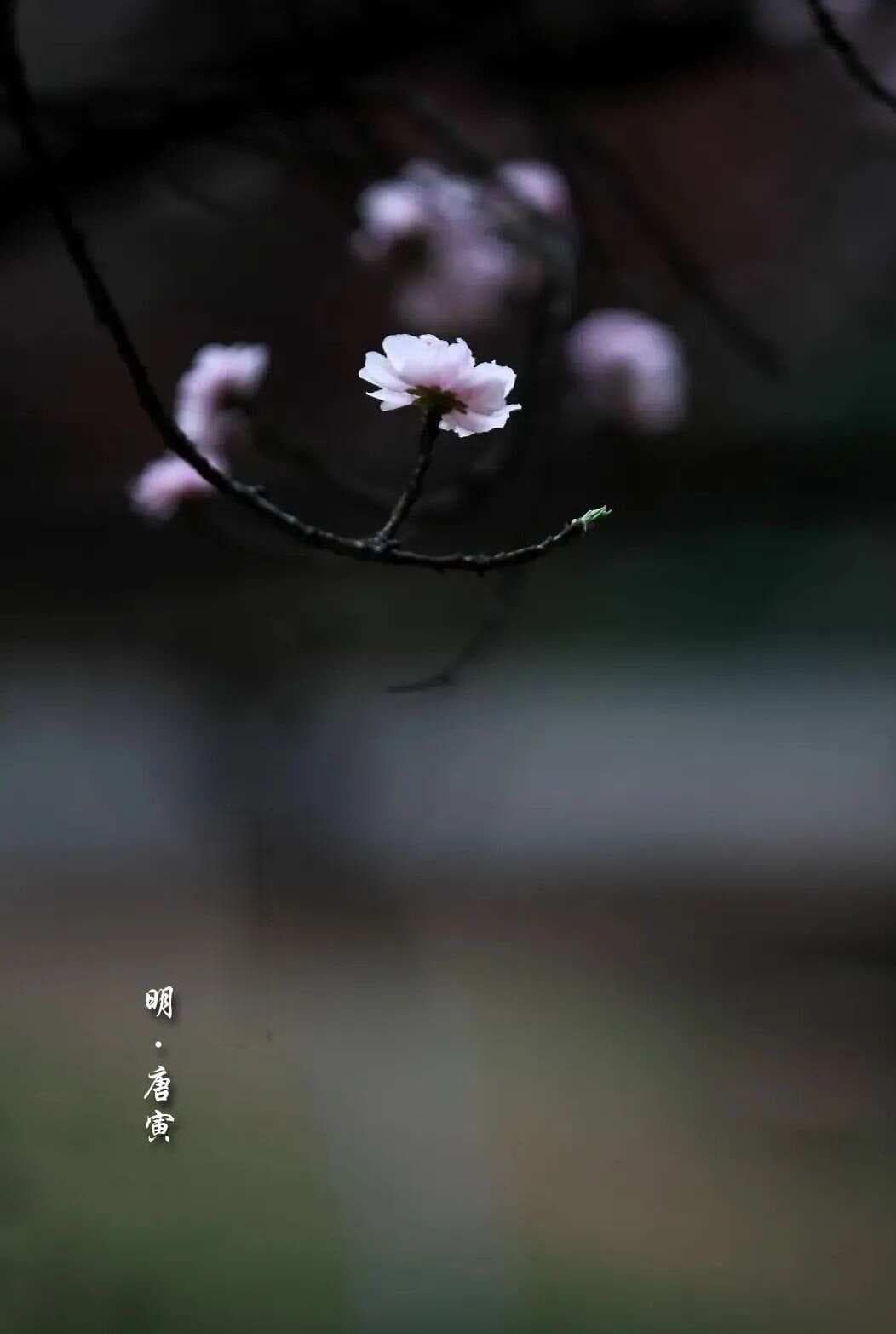 【悦读】明·唐寅《桃花庵歌》赏析