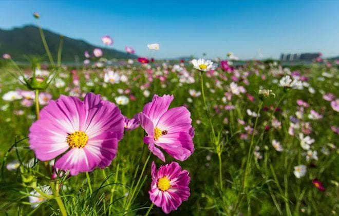 格桑花和波斯菊的区别