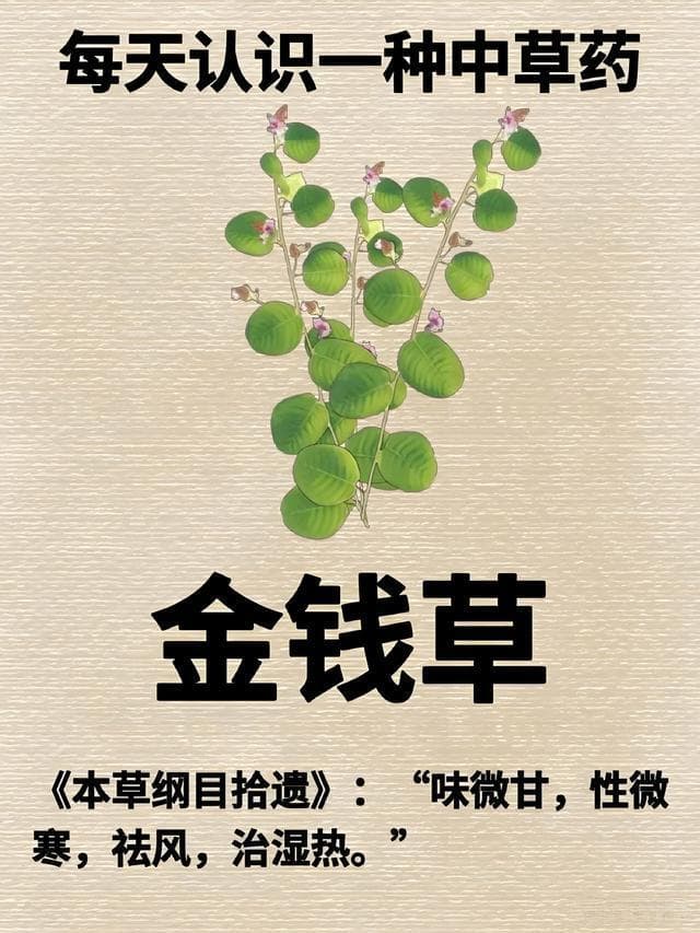 金钱草治胃反酸：每天一杯代茶饮，一周即愈