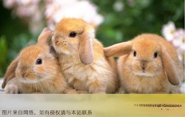 十大名贵兔子品种排名及特征介绍