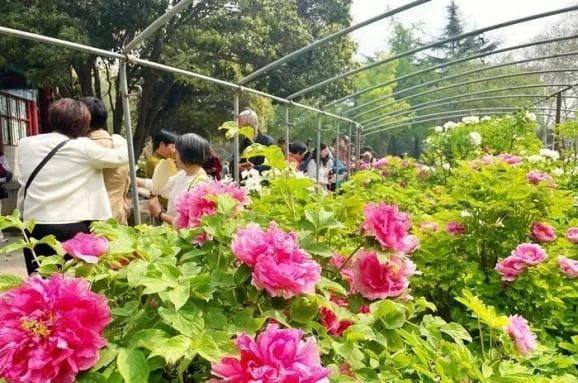 洛阳牡丹最佳观赏期预测出炉！涉及王城公园、中国国花园、隋唐城遗址植物园……