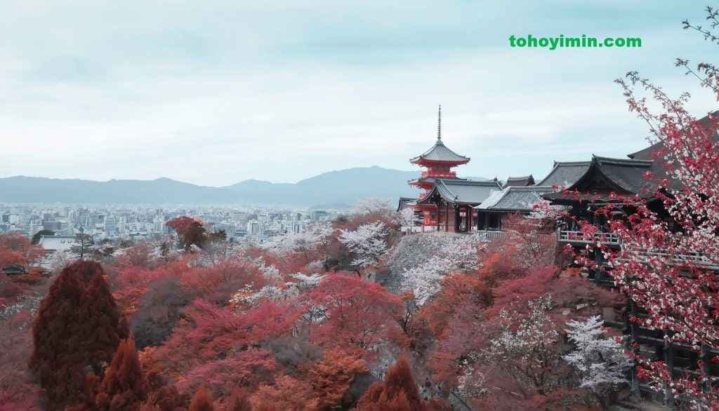 日本移民中介机构的服务流程和费用：了解清楚再做决定