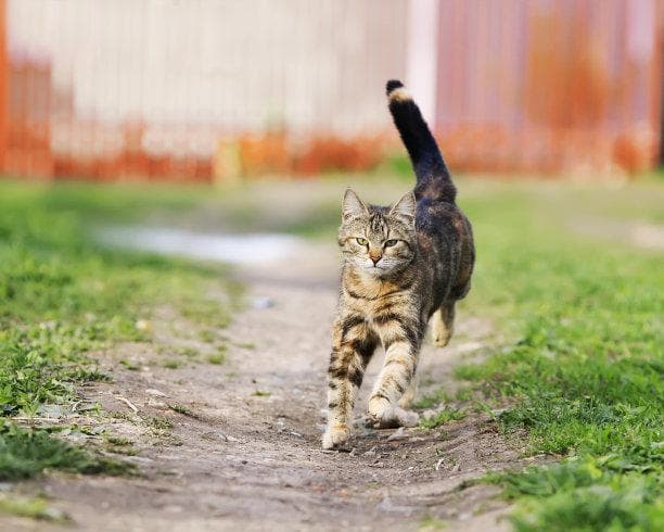 猫行为密码：解读家猫日常动作背后的秘密语言