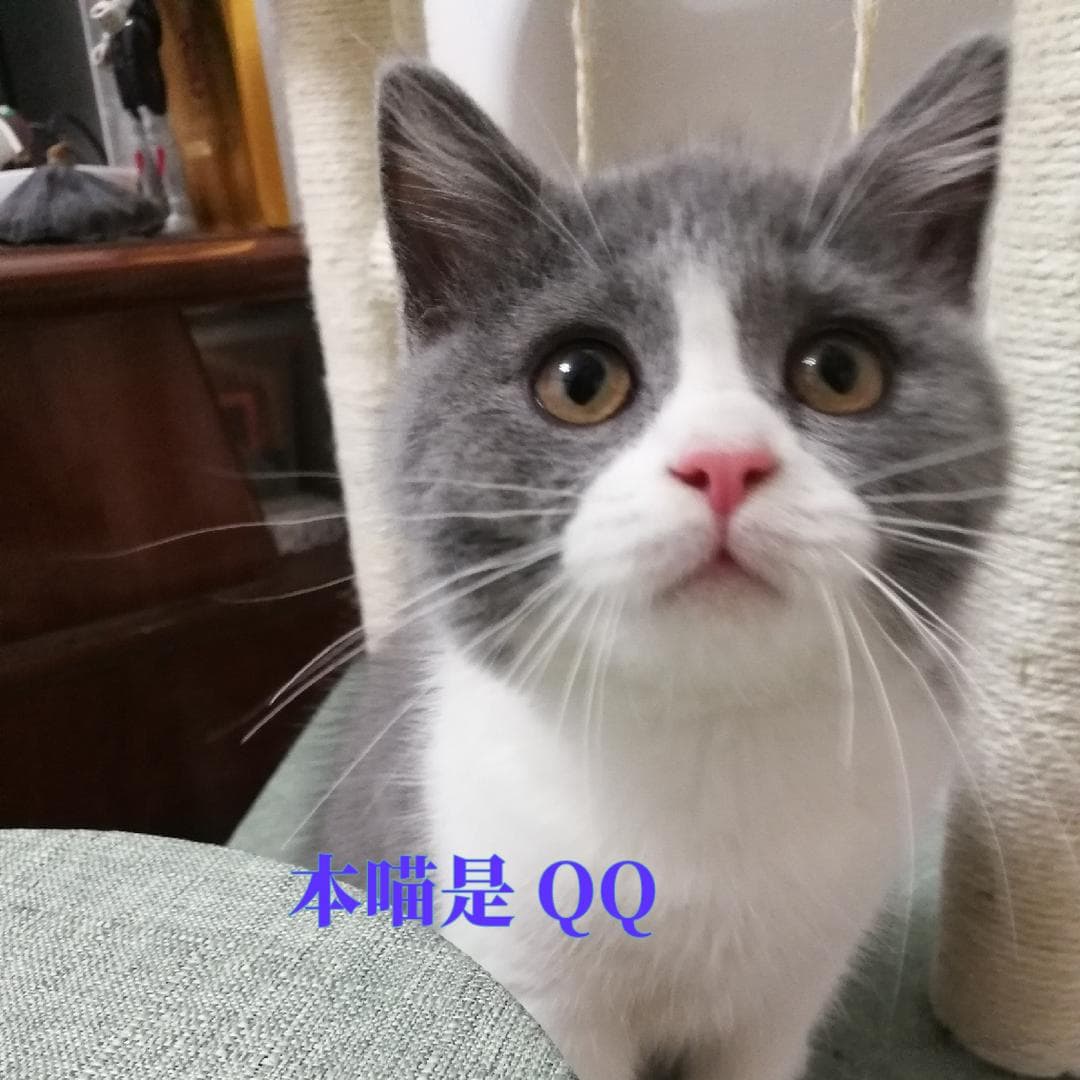 英短蓝白猫：甜美外表下的暖心伴侣