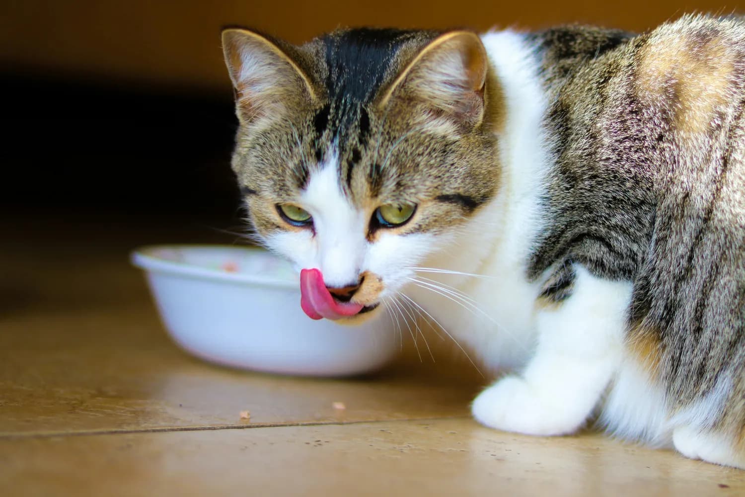 科学养猫，这些饮食雷区你踩了吗？