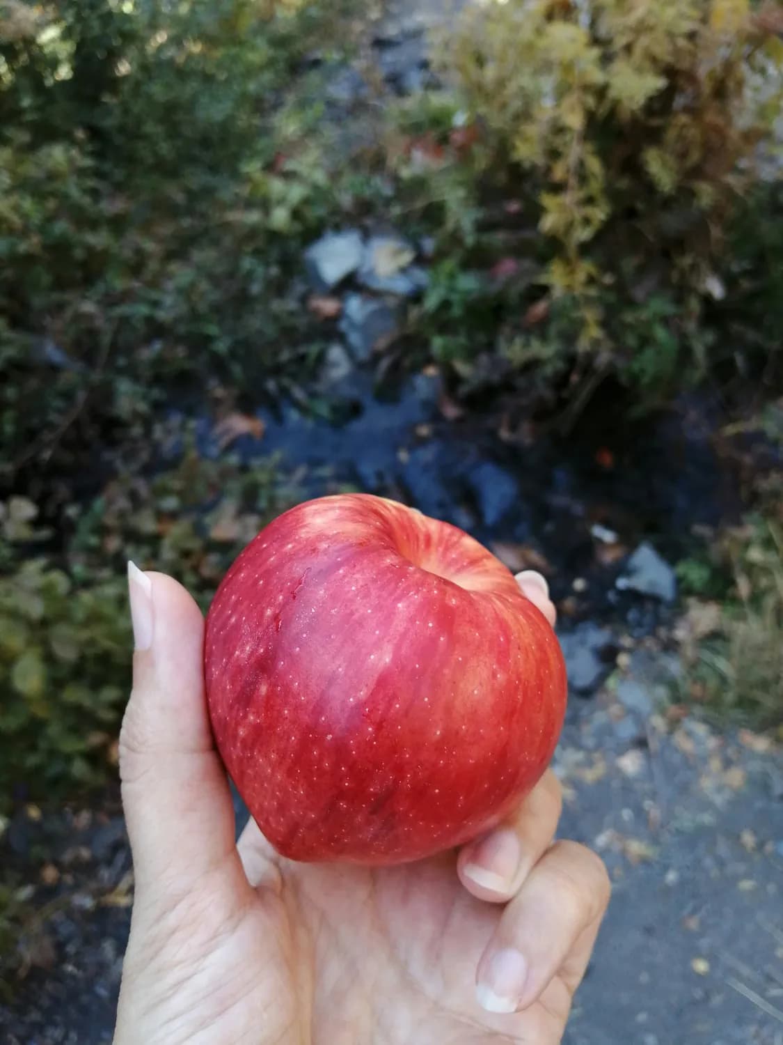 苹果水登顶热搜！教你轻松融入生活