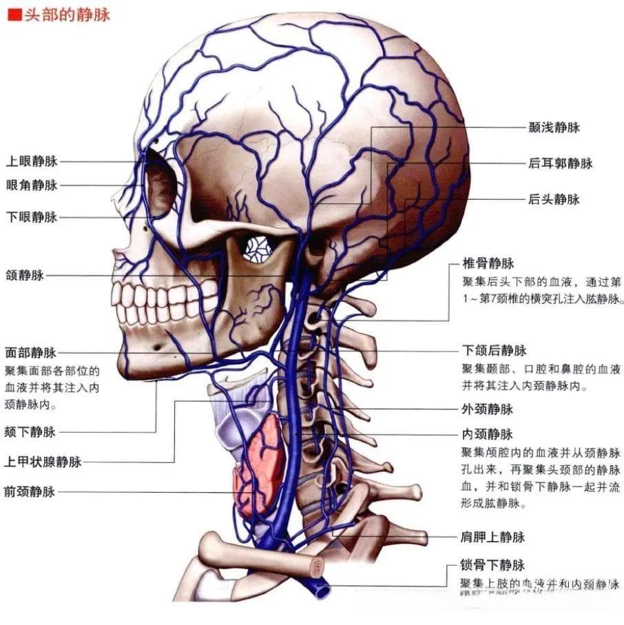 颈动脉分叉部的显微解剖