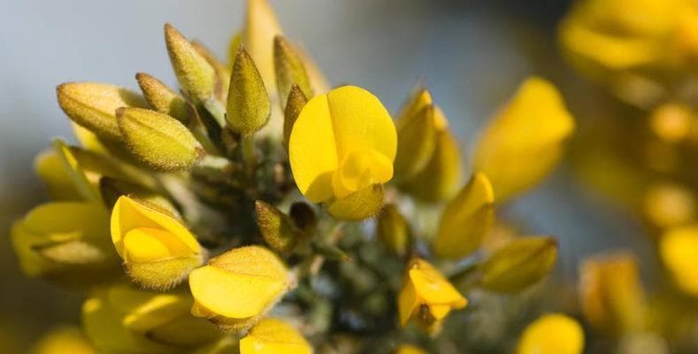 金雀花：分类、生长环境与文化意义