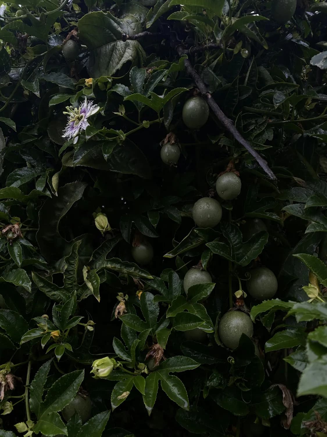 百香果种植热潮：从选地到收获的完整指南