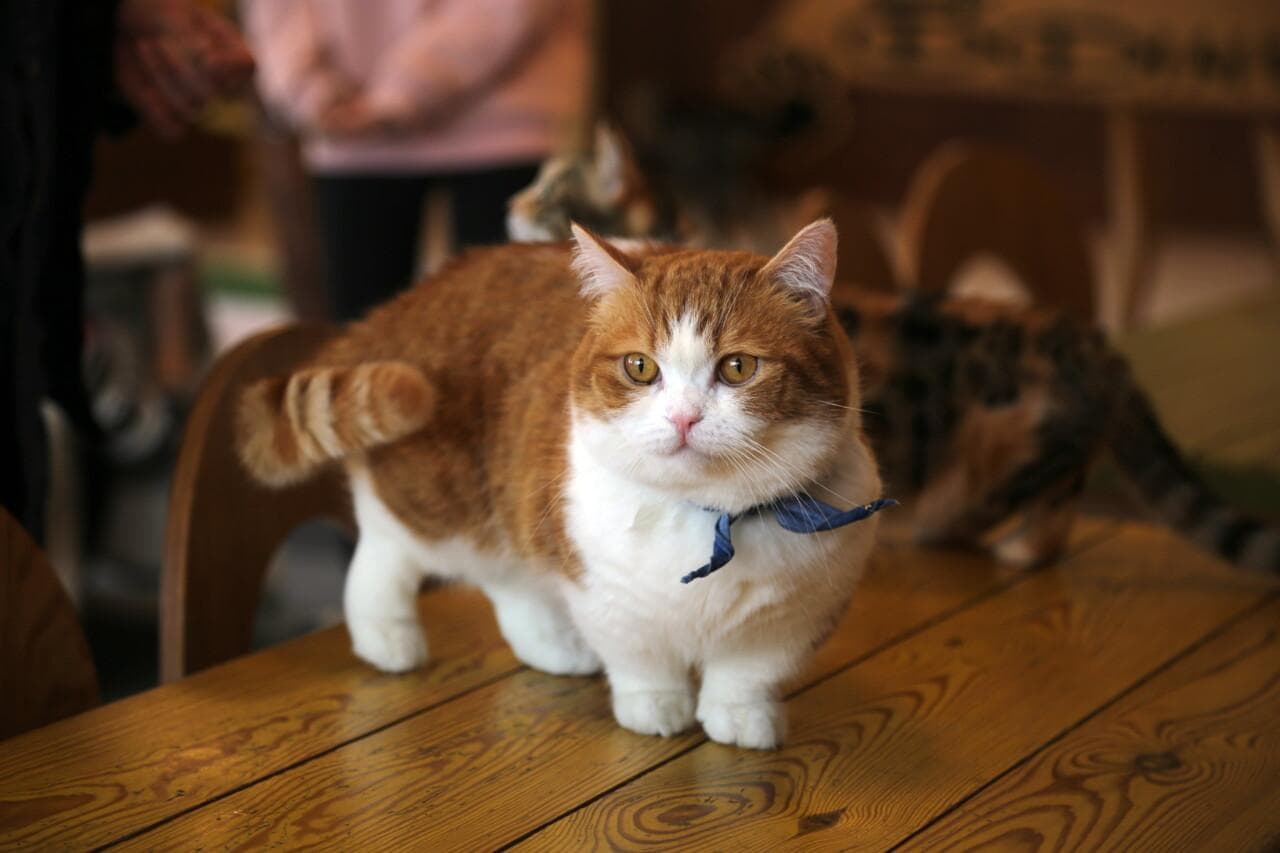 你了解你家猫咪的真实需求吗？探索猫咪环境适应与健康饮食的秘诀