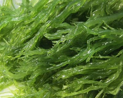 揭秘龙须菜的真实面貌（探究龙须菜是藻类植物的真相）