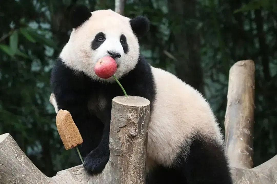 熊猫“福宝”归国仍是顶流：有人凌晨一点就排队，成都旅游再被带火