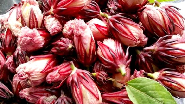 玫瑰茄的功效与作用、禁忌和食用方法