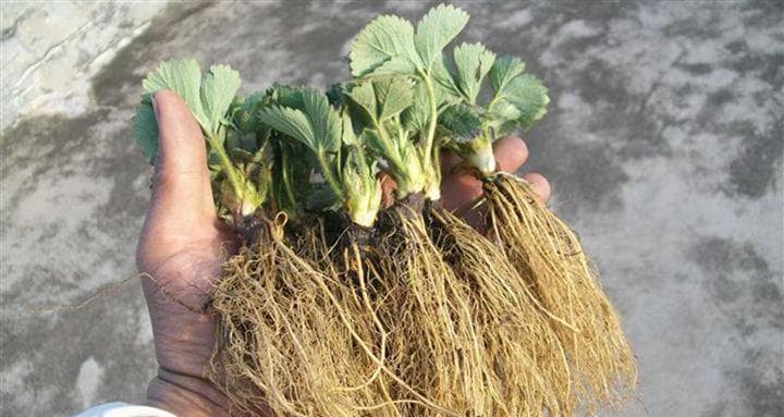 草莓的剪枝技巧（草莓修剪枝叶方法与步骤）