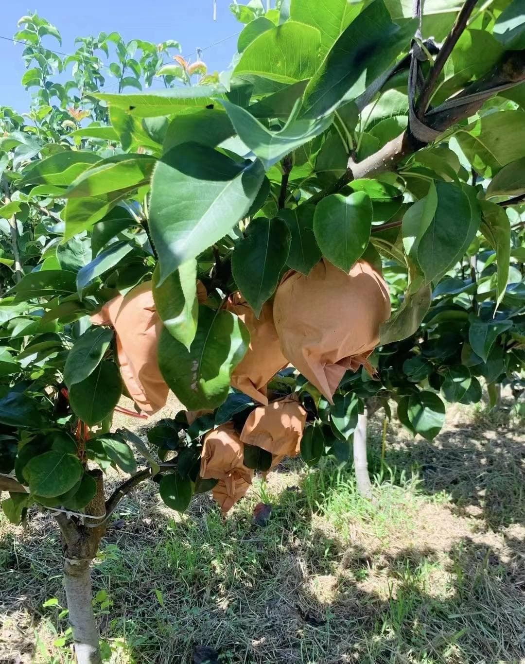秋月梨：秋日里的甜蜜与健康瑰宝