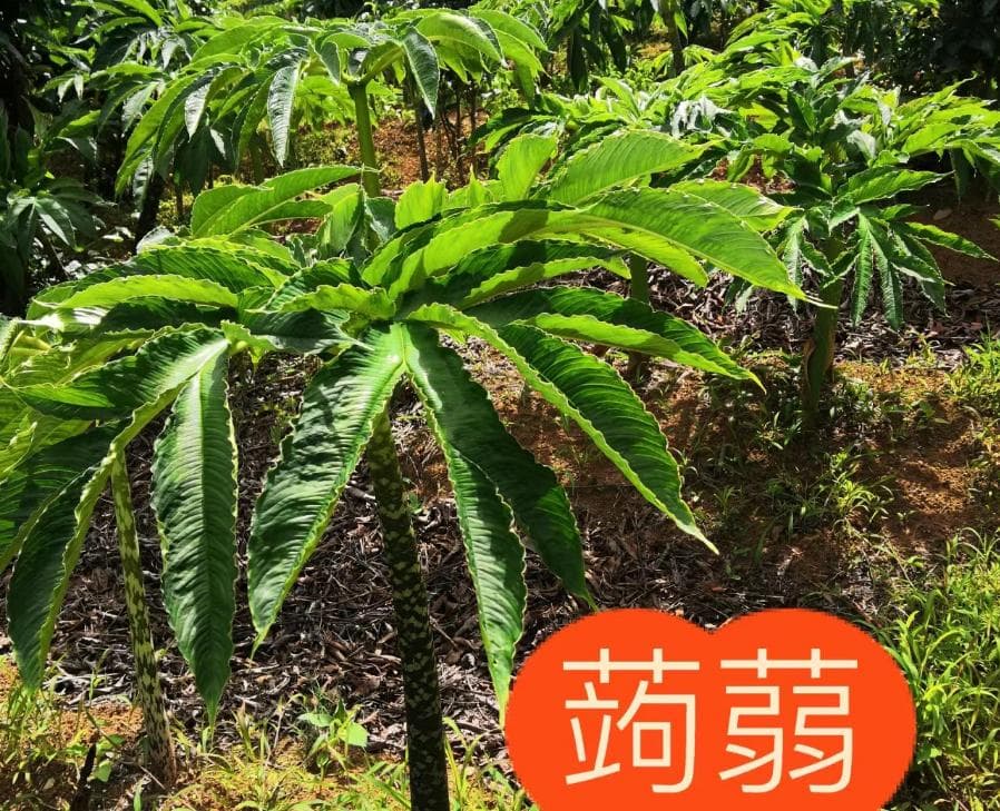 魔芋：2200年栽培史，现代年产值超150亿的健康食材
