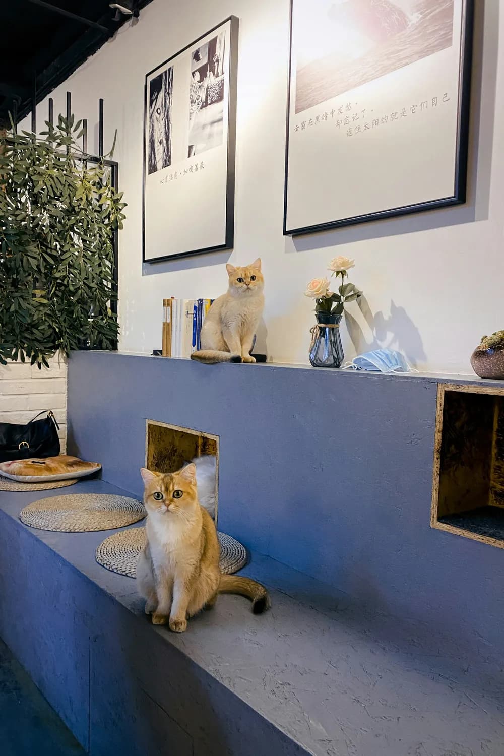 春节假期，如何妥善安排猫咪寄养？