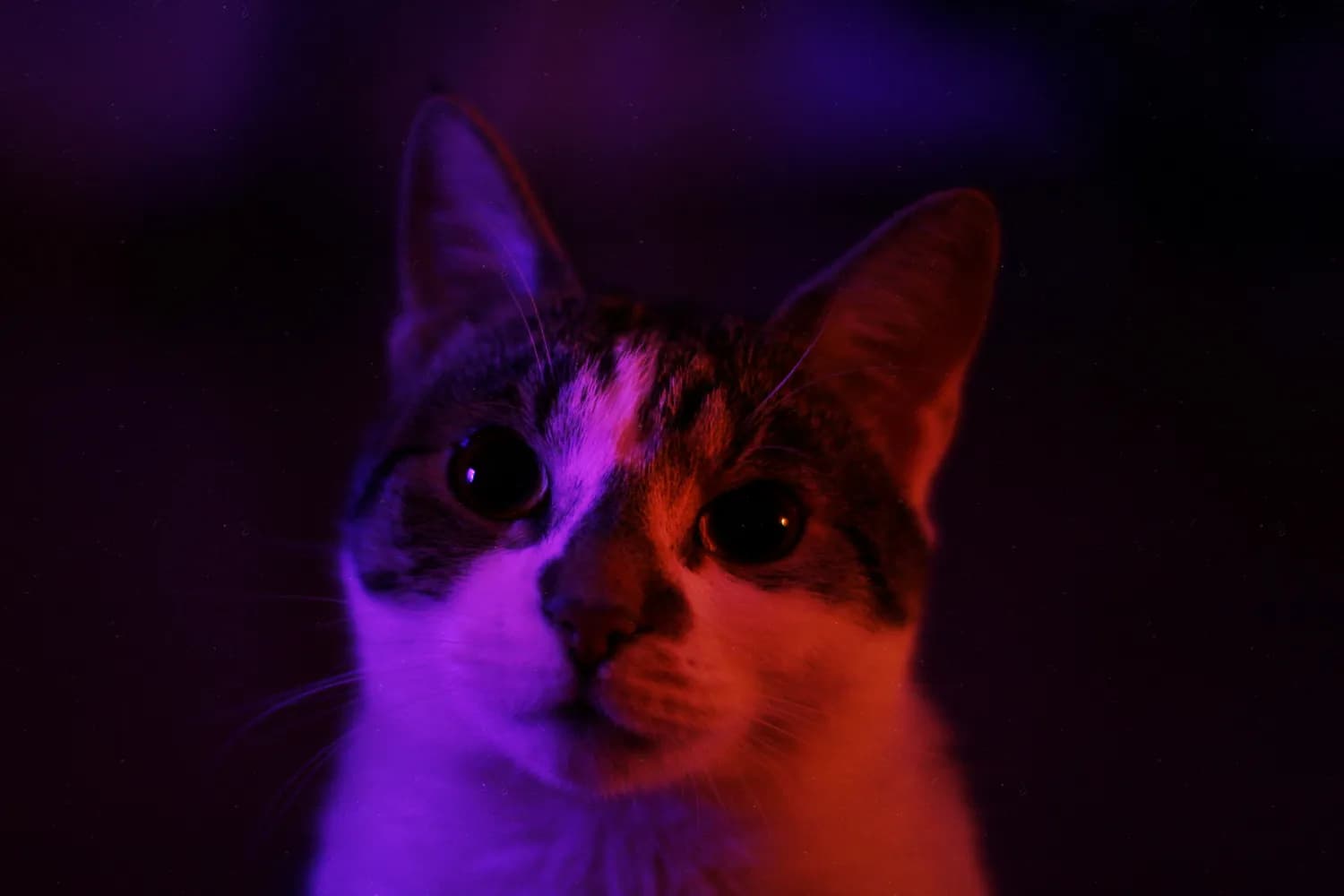 双十一电影票团购攻略：猫眼VS淘票票，谁是最大赢家？