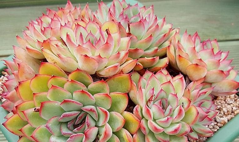 五种受欢迎的多肉植物品种详解：从花月夜到紫霞仙子