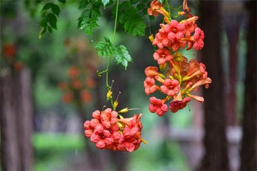 凌霄花的全面解析：从形态特征到药用价值