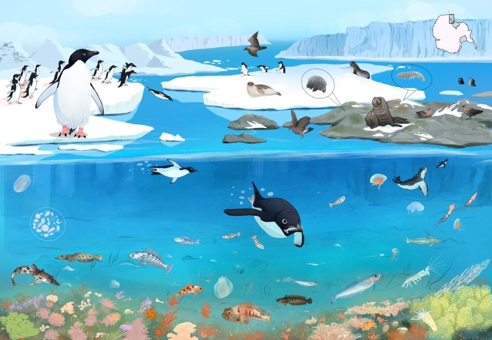 鸟粪中藏着“时间胶囊”？科学家解码南极6000年环境变化