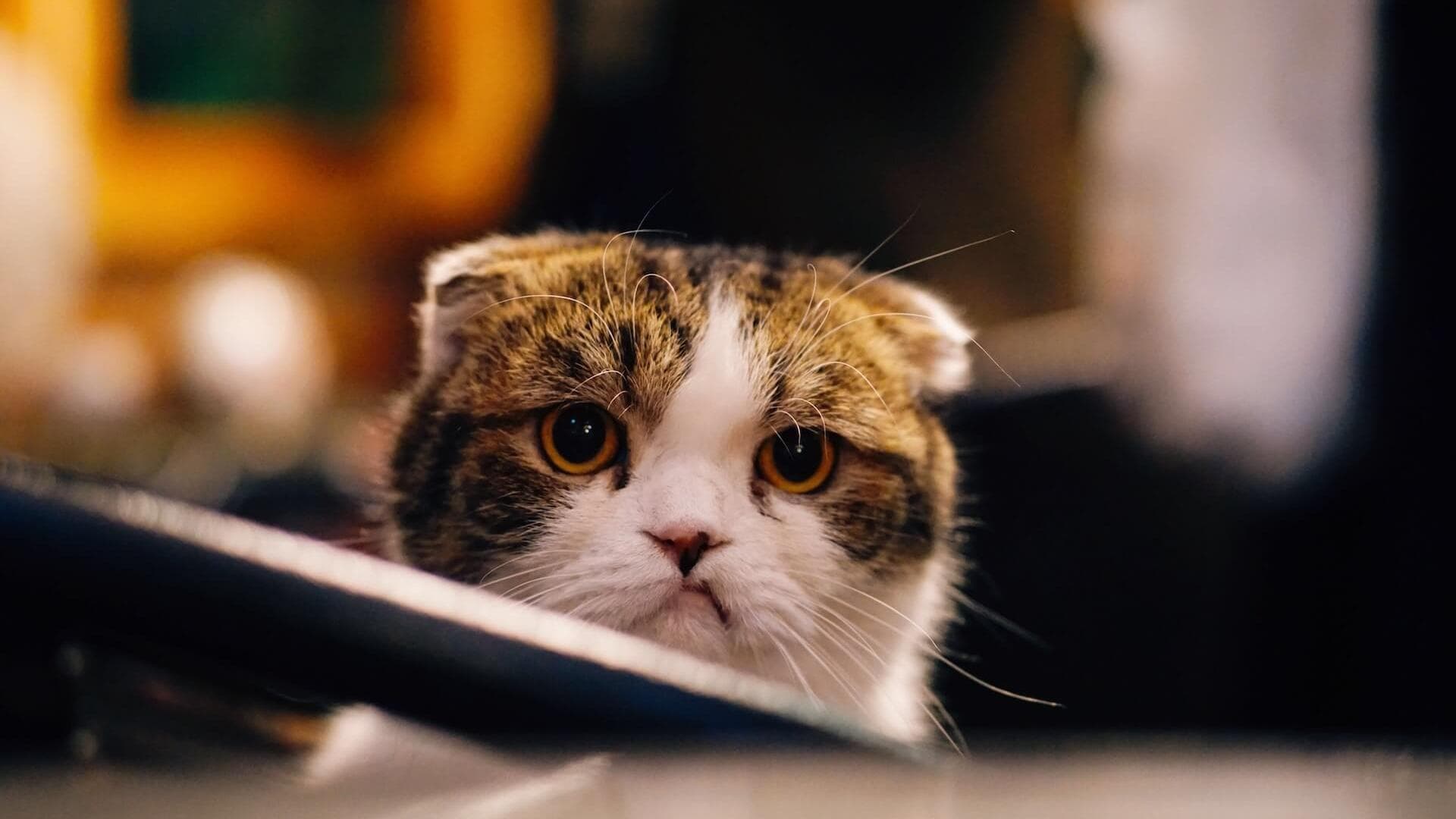 猫咪眼睛流泪是怎么回事