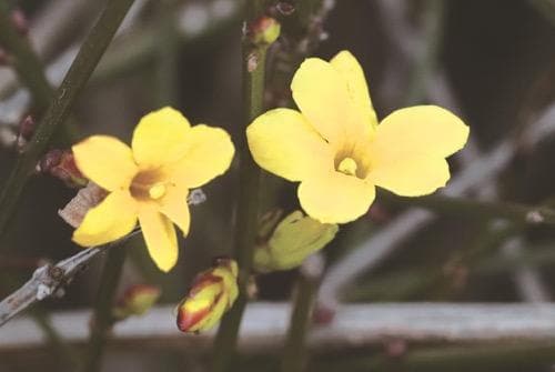 揭秘"春花冬开"：温度、光照、水分如何影响植物开花