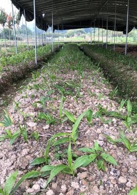 白兰花怎么种植（白兰花种植方法与技巧）