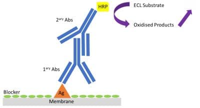 纠结ELISA还是Western Blot？一文带你厘清蛋白质检测方法的异同！