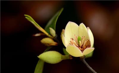 含笑花怎么养，含笑花怎么养长得好