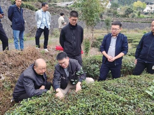 中国农科院专家团助力湖北恩施茶产业高质量发展