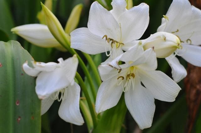 白色百合花花语：百年好合，忠贞爱情，寓意着纯洁、高雅与希望