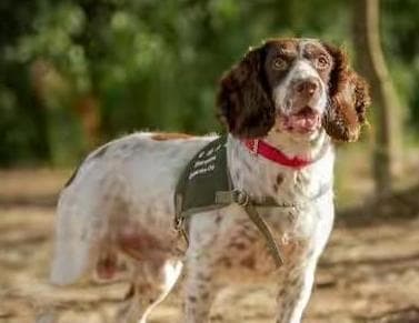 英国史宾格犬的喂养指南（以健康为本，让宠物快乐成长）