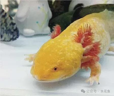 六角恐龙——墨西哥钝口螈是世上独一无二的生物