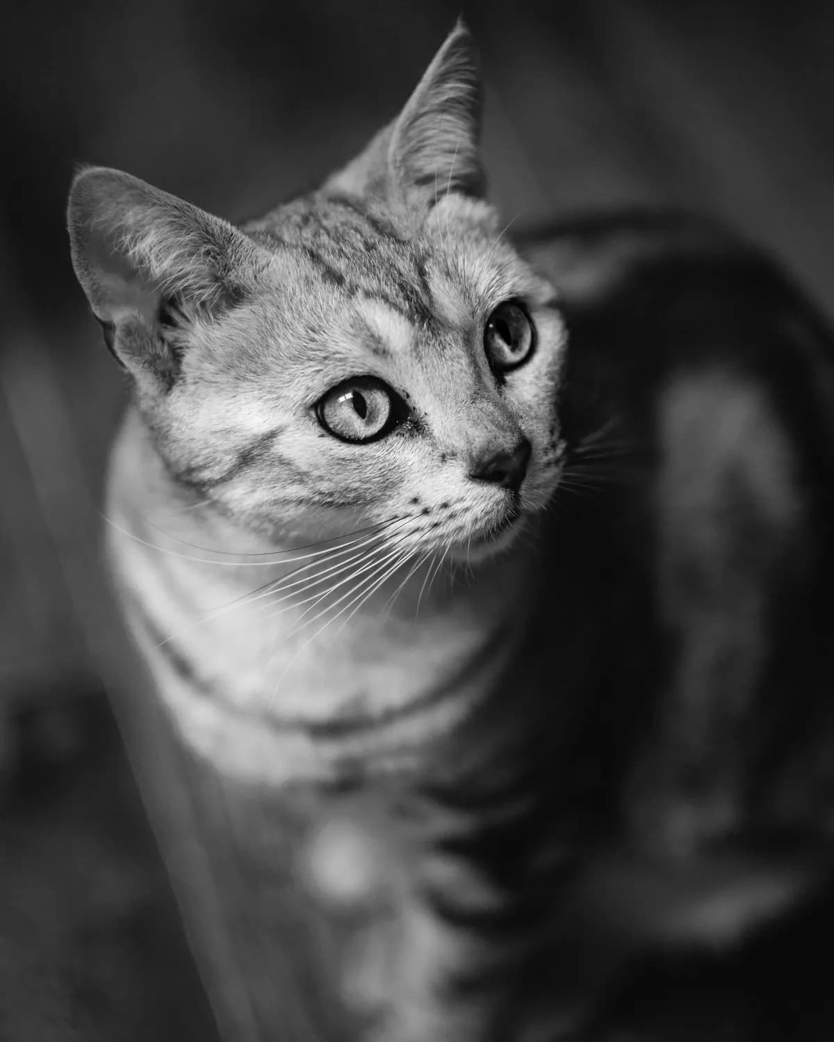 猫咪英文名大揭秘：这些名字超有范儿！