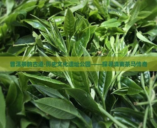 普洱茶韵古道·历史文化遗址公园——探寻滇南茶马传奇