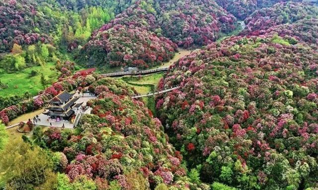 走进毕节大方县百里杜鹃，领略自然之美，品味多彩民族文化！